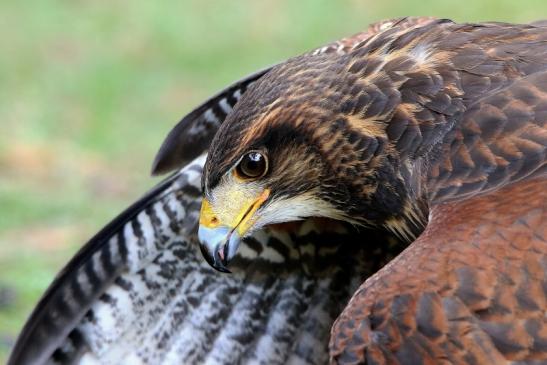 Wüstenbussard - Falknerei - Wildpark Alte Fasanerie Klein Auheim 2015