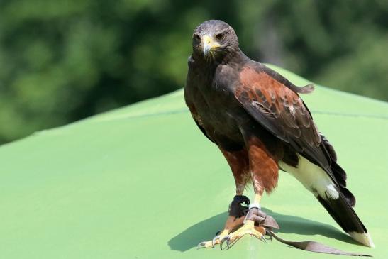 Wüstenbussard - Falknerei - Wildpark Alte Fasanerie Klein Auheim 2018