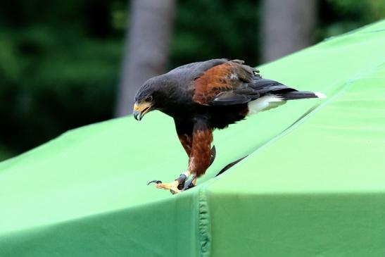 Wüstenbussard - Falknerei - Wildpark Alte Fasanerie Klein Auheim 2018