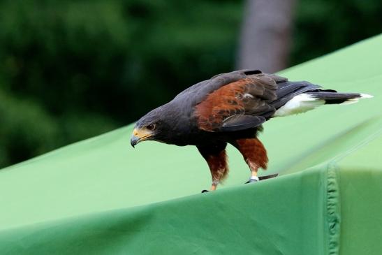 Wüstenbussard - Falknerei - Wildpark Alte Fasanerie Klein Auheim 2018