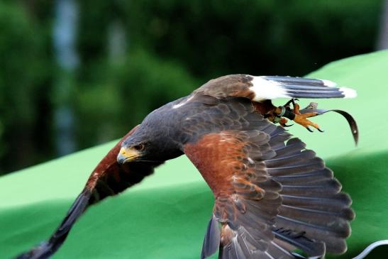 Wüstenbussard - Falknerei - Wildpark Alte Fasanerie Klein Auheim 2018