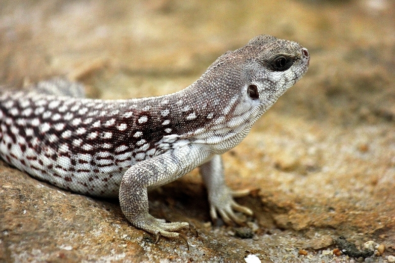 Wüstenleguan Zoo Frankfurt am Main 2014