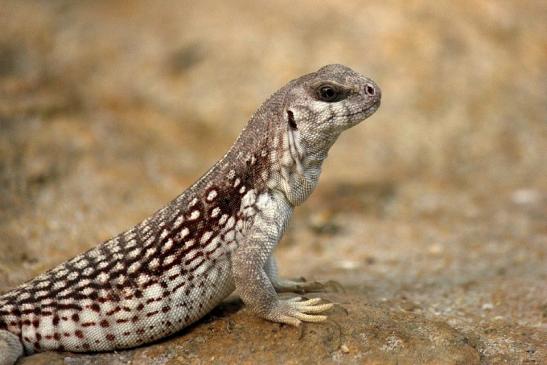 Wüstenleguan Zoo Frankfurt am Main 2014