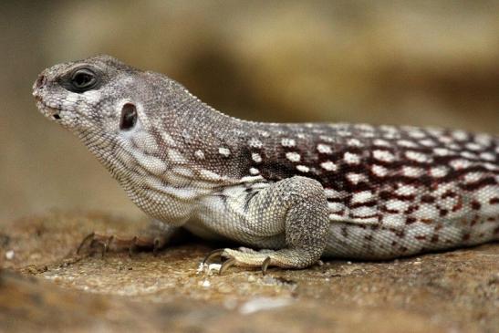 Wüstenleguan Zoo Frankfurt am Main 2014