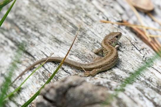 Zauneidechse Jungtier Wildpark Alte Fasanerie Klein Auheim 2020