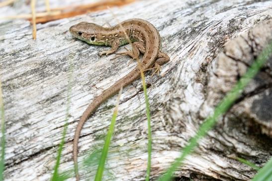 Zauneidechse Jungtier Wildpark Alte Fasanerie Klein Auheim 2020