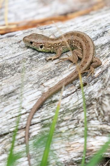 Zauneidechse Jungtier Wildpark Alte Fasanerie Klein Auheim 2020