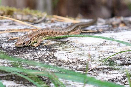 Zauneidechse Jungtier Wildpark Alte Fasanerie Klein Auheim 2020