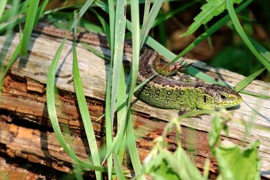 Zauneidechse Wildpark Alte Fasanerie Klein Auheim 2021