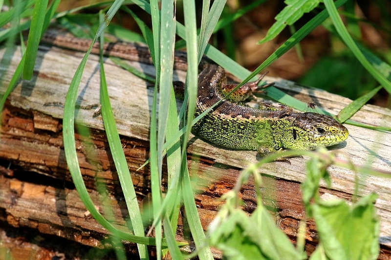 Zauneidechse Wildpark Alte Fasanerie Klein Auheim 2021