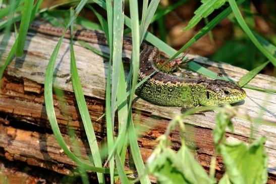 Zauneidechse Wildpark Alte Fasanerie Klein Auheim 2021