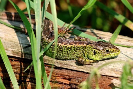 Zauneidechse Wildpark Alte Fasanerie Klein Auheim 2021