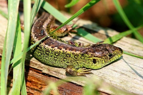 Zauneidechse Wildpark Alte Fasanerie Klein Auheim 2021