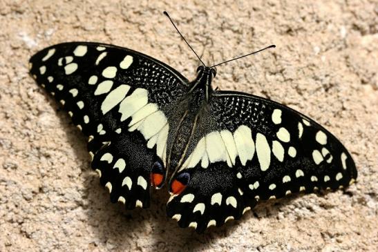 Zitronen-Schmetterling Zoo Vivarium Darmstadt 2015