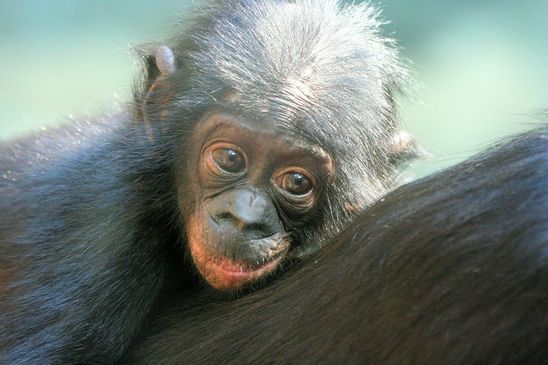 Foto des Monats April 2025 Bonobo Baby Zoo Frankfurt am Main