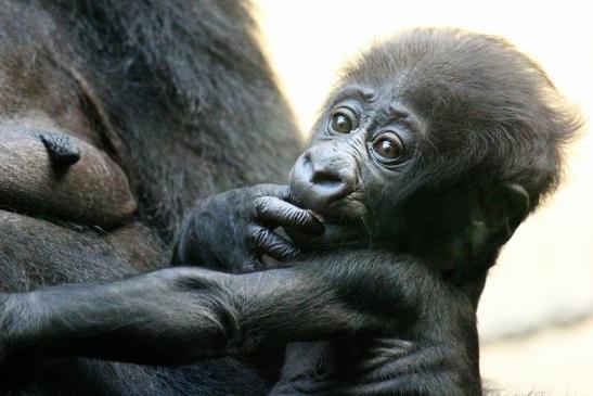 Foto des Monats September 2023 Flachlandgorilla Baby Zoo Frankfurt am Main