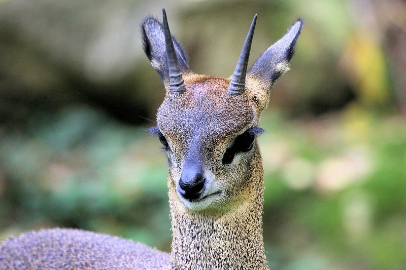 Foto des Monats Juni 2025 Klippspringer Antilope Zoo Frankfurt am Main