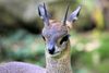 Klippspringer Antilope Zoo Frankfurt am Main