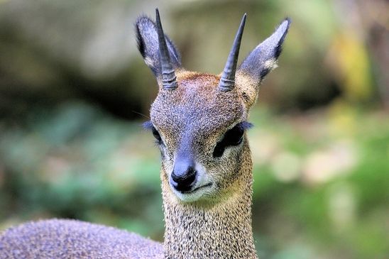 Foto des Monats Juni 2025 Klippspringer Antilope Zoo Frankfurt am Main