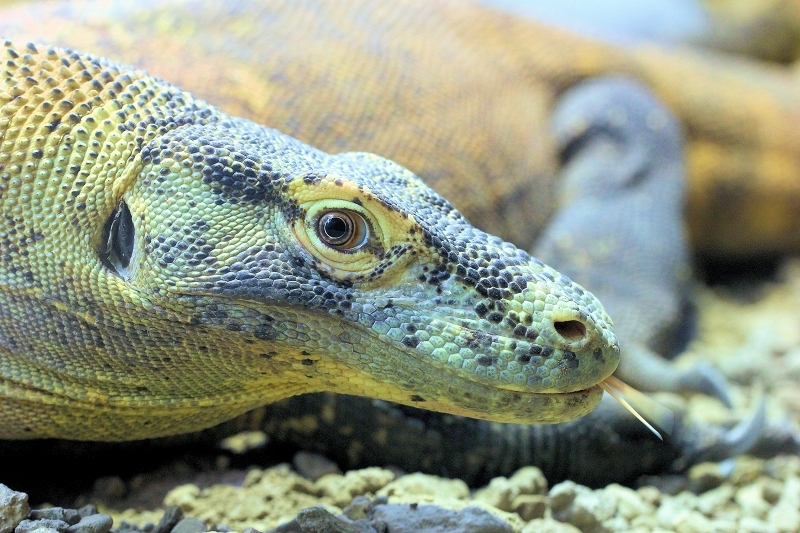 Foto des Monats Februar 2026 Komodo Waran Zoo Frankfurt am Main