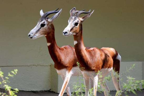 Foto des Monats April 2024 Mhorr-Gazelle oder Dama Gazelle Zoo Frankfurt am Main