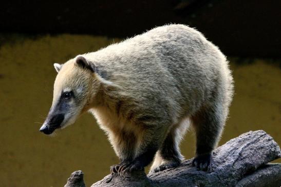 Foto des Monats August 2022 Südamerikanischer Nasenbär Zoo Vivarium Darmstadt