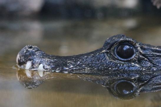 Foto des Monats April 2022 Stumpfkrokodil Zoo Vivarium Darmstadt