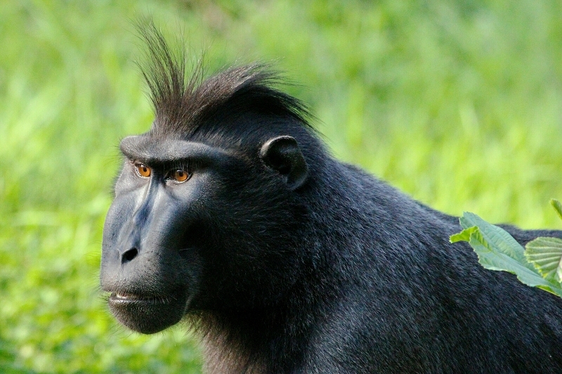 Foto des Monats März 2022 Schopfmakake Zoo Vivarium Darmstadt