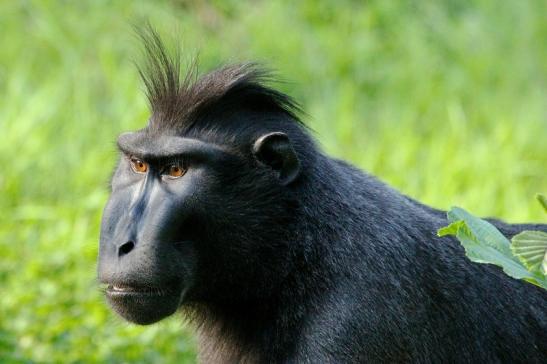 Foto des Monats März 2022 Schopfmakake Zoo Vivarium Darmstadt