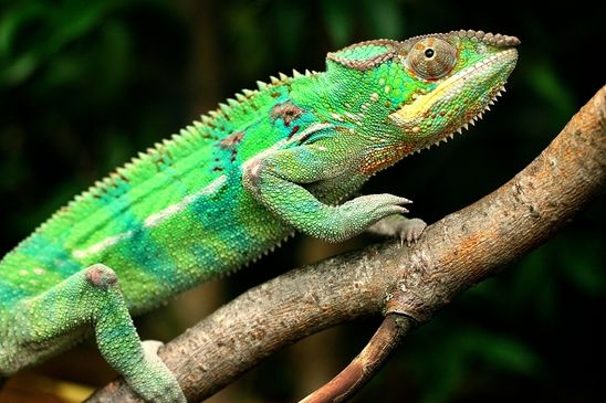 Foto des Monats Juli 2024 Pantherchamäleon Zoo Vivarium Darmstadt
