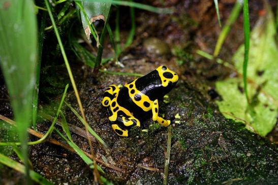 Gelbschwarzer Färberfrosch Zoo Vivarium Darmstadt 2014