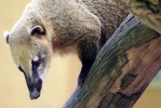 Südamerikanischer Nasenbär Zoo Vivarium Darmstadt 2014