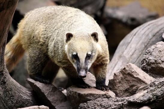 Südamerikanischer Nasenbär Zoo Vivarium Darmstadt 2014