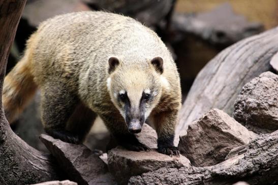 Südamerikanischer Nasenbär Zoo Vivarium Darmstadt 2014