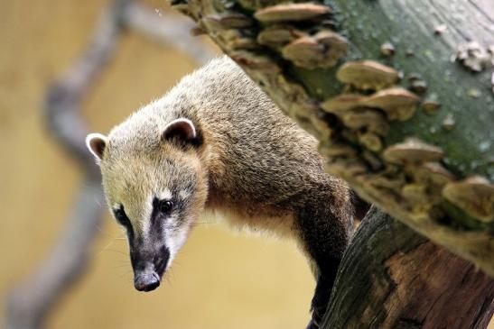 Südamerikanischer Nasenbär Zoo Vivarium Darmstadt 2014