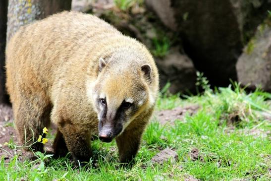 Südamerikanischer Nasenbär Zoo Vivarium Darmstadt 2014