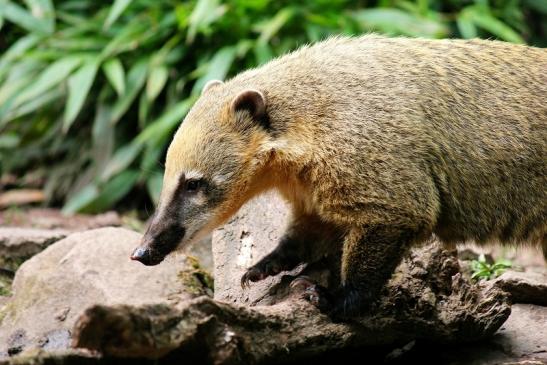 Südamerikanischer Nasenbär Zoo Vivarium Darmstadt 2014