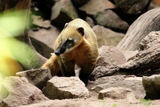 Südamerikanischer Nasenbär Zoo Vivarium Darmstadt 2014