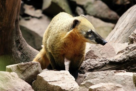 Südamerikanischer Nasenbär Zoo Vivarium Darmstadt 2014