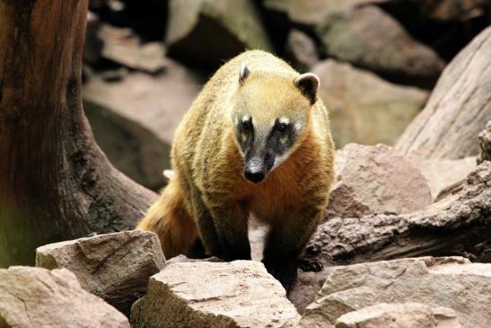 Südamerikanischer Nasenbär Zoo Vivarium Darmstadt 2014