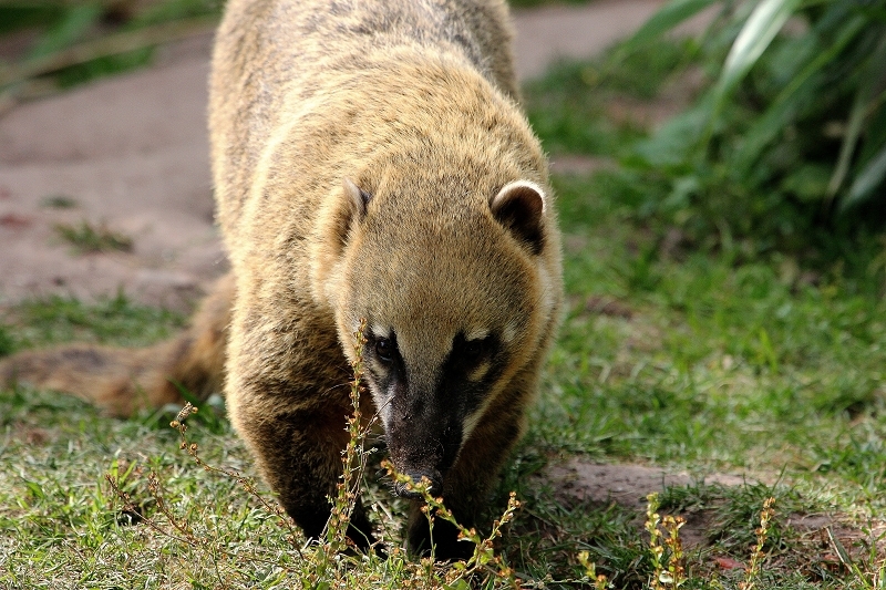 Südamerikanischer Nasenbär Zoo Vivarium Darmstadt 2014