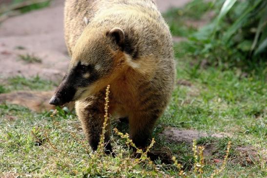 Südamerikanischer Nasenbär Zoo Vivarium Darmstadt 2014