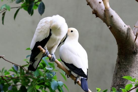 Zweifarben-Fruchttaube Zoo Frankfurt am Main 2018