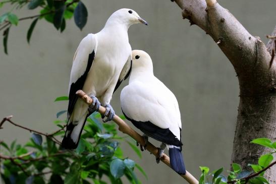 Zweifarben-Fruchttaube Zoo Frankfurt am Main 2018