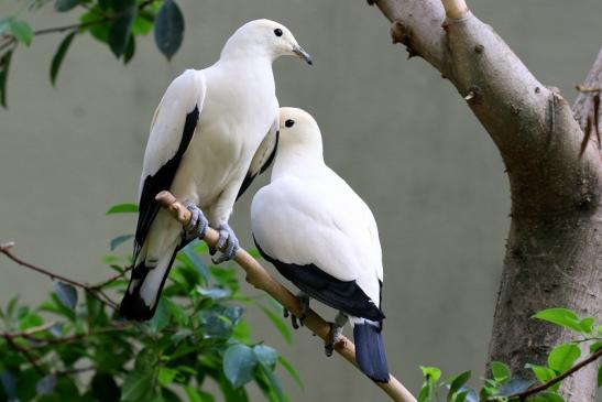 Zweifarben-Fruchttaube Zoo Frankfurt am Main 2018