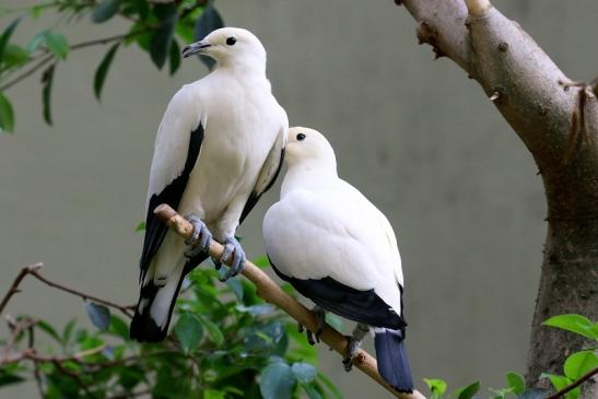 Zweifarben-Fruchttaube Zoo Frankfurt am Main 2018