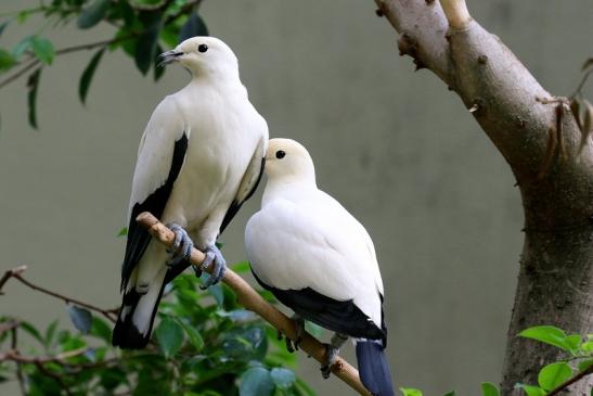 Zweifarben-Fruchttaube Zoo Frankfurt am Main 2018