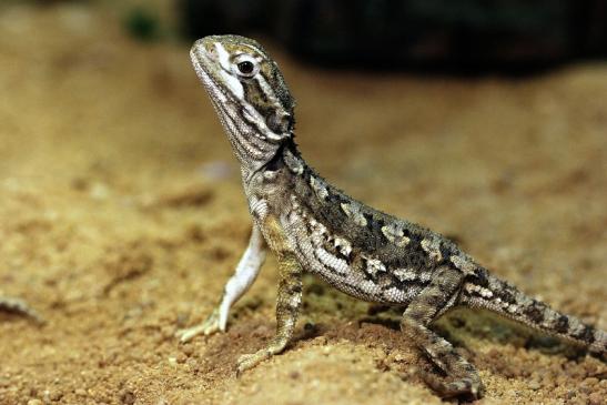 Zwergbartagame Zoo Vivarium Darmstadt 2014