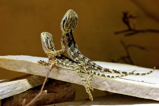 Zwergbartagame Zoo Vivarium Darmstadt 2014