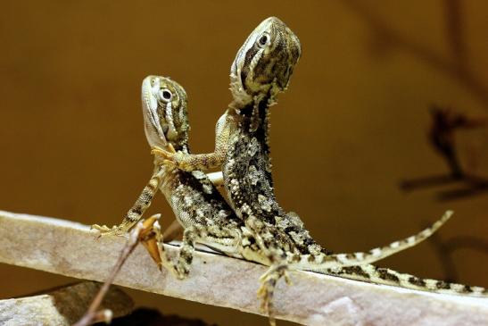 Zwergbartagame Zoo Vivarium Darmstadt 2014